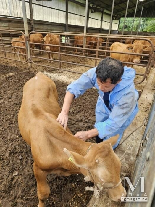 가평군, 하반기 구제역 백신 일제접종 실시(사진=가평군 제공)